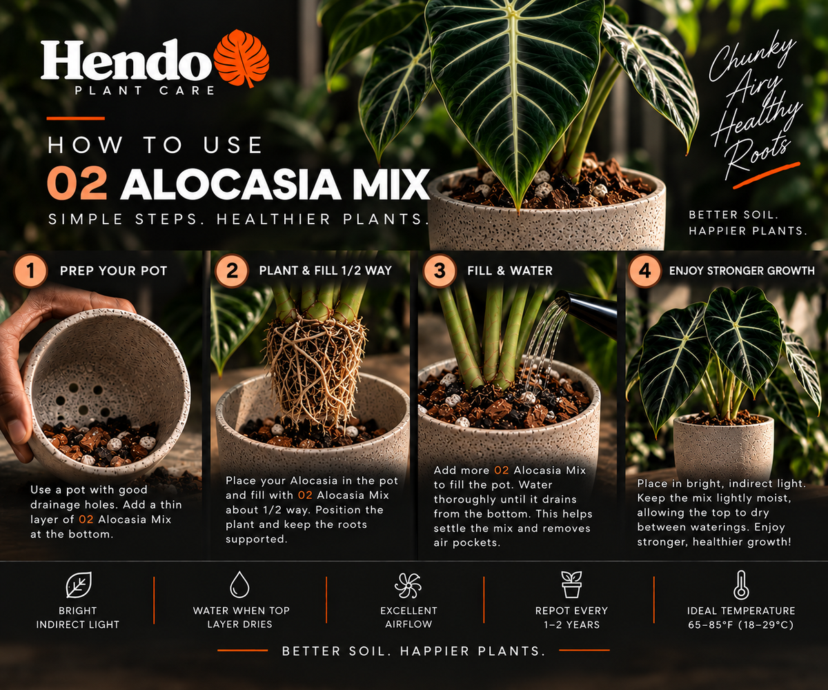 02 Alocasia Mix how to use