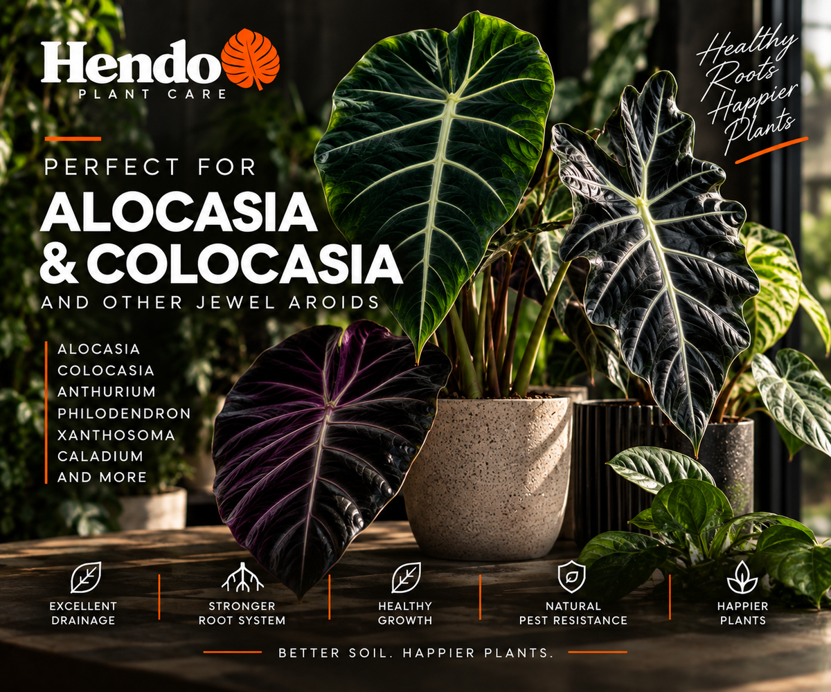 02 Alocasia Mix perfect for Alocasia and Colocasia
